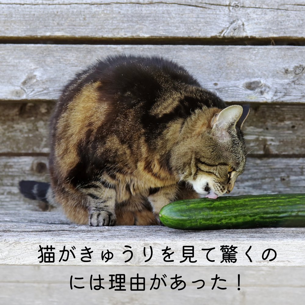 猫がきゅうりを見て驚くのには理由があった！ – MOFUCAT