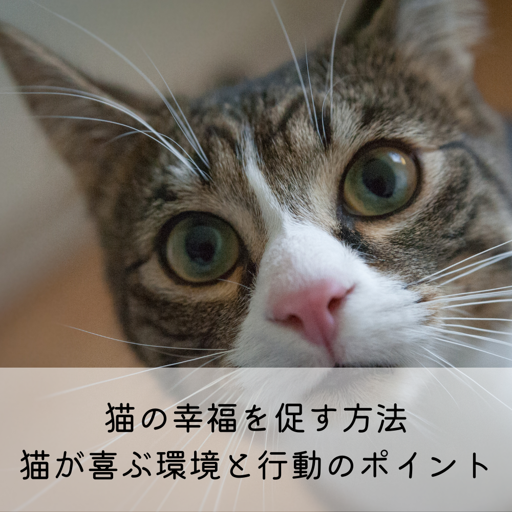 猫の幸福を促す方法：猫が喜ぶ環境と行動のポイント – MOFUCAT