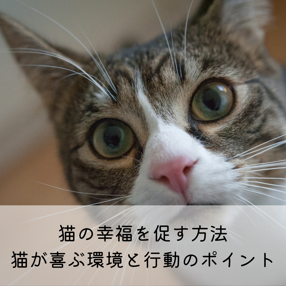 猫の幸福を促す方法:猫が喜ぶ環境と行動のポイント – MOFUCAT