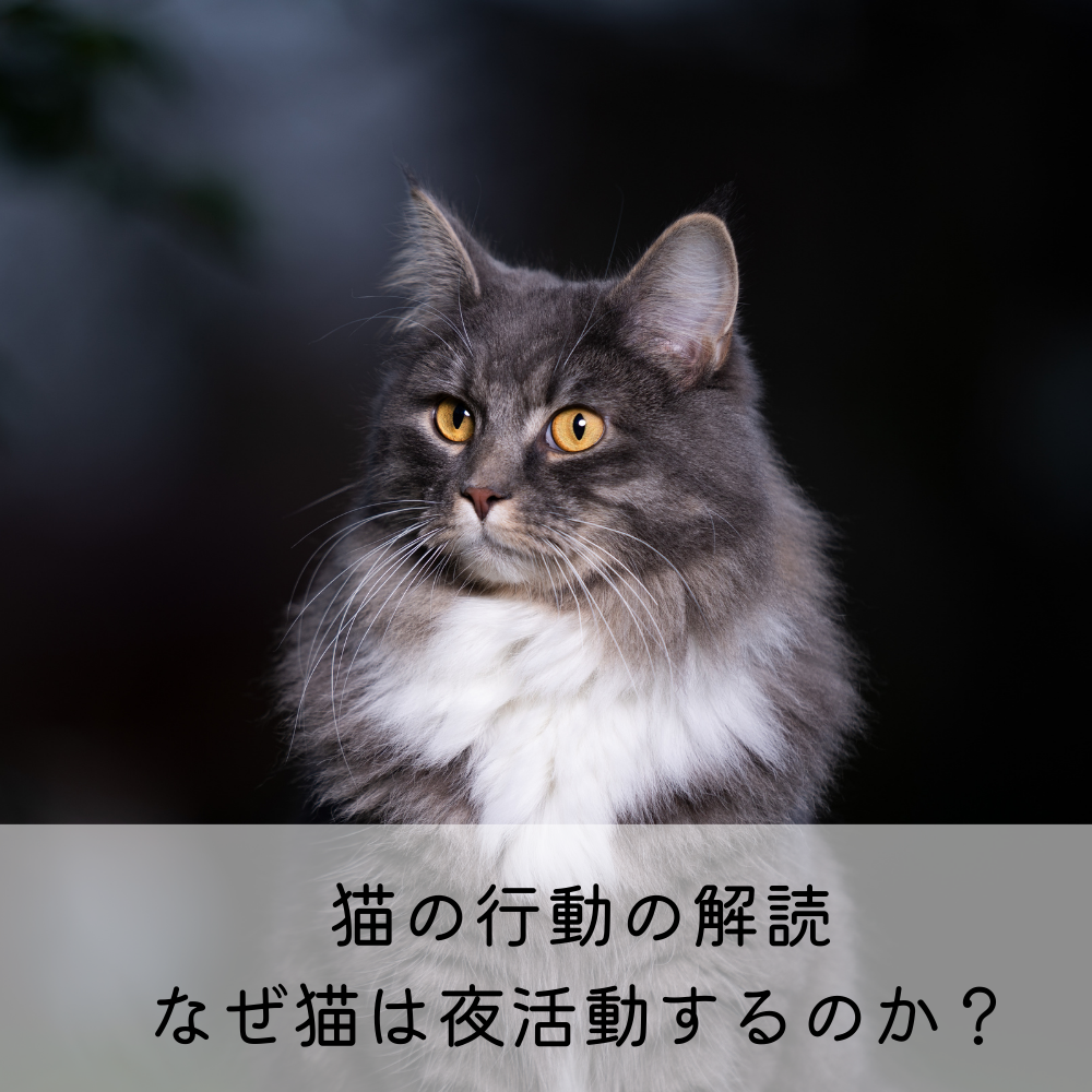 猫 ペット 夜 コレクション