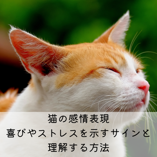 猫の感情表現：喜びやストレスを示すサインと理解する方法