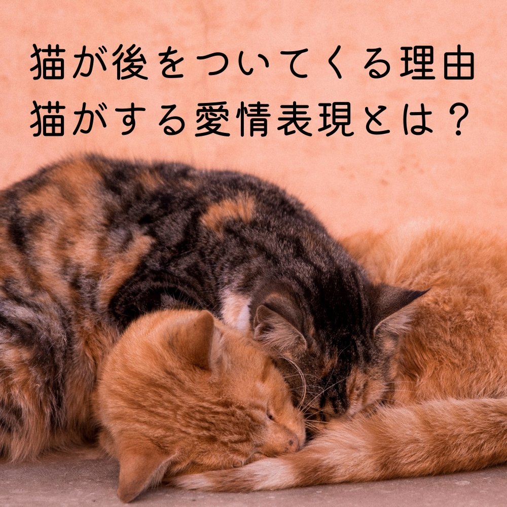 猫が後をついてくる理由～猫がする愛情表現とは？ – MOFUCAT