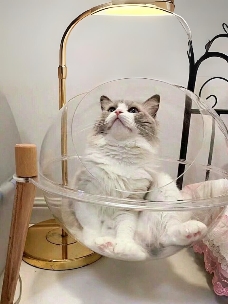 透明なカプセルの猫ベッドでくつろぐ猫