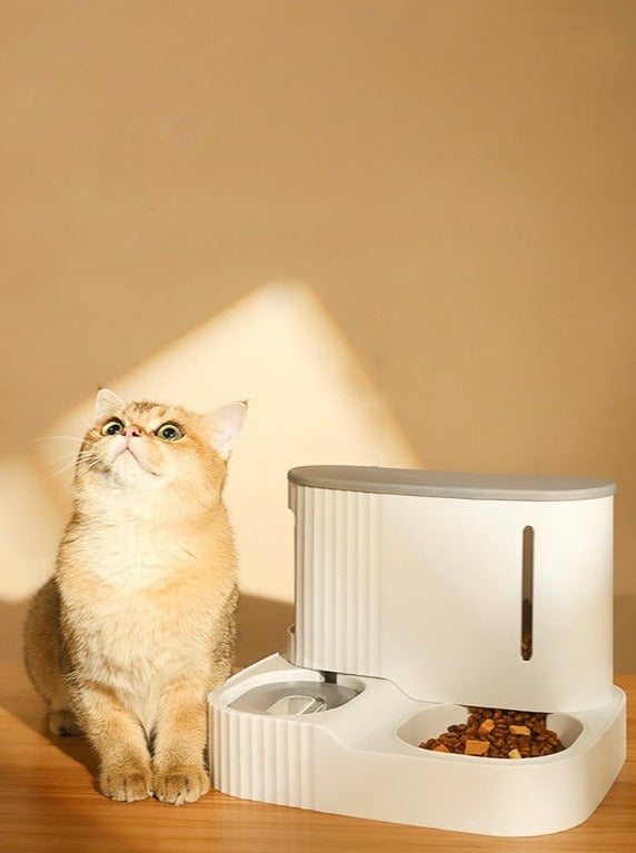 ごはんとお水が1台になったボウルのそばの猫