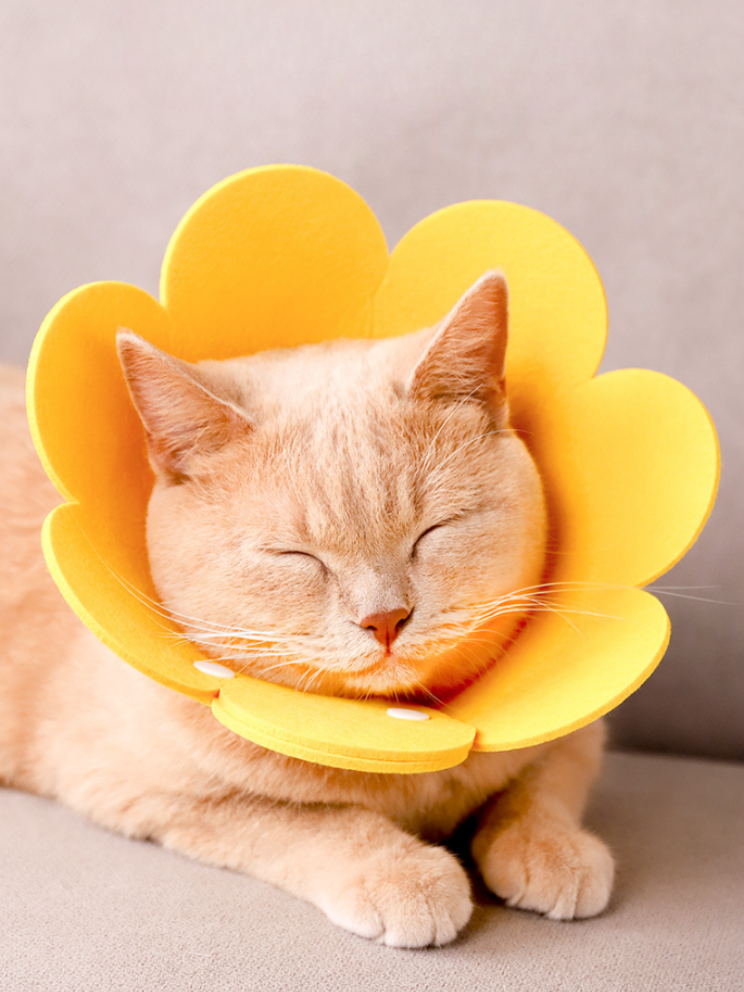 sunflower elizabeth circle