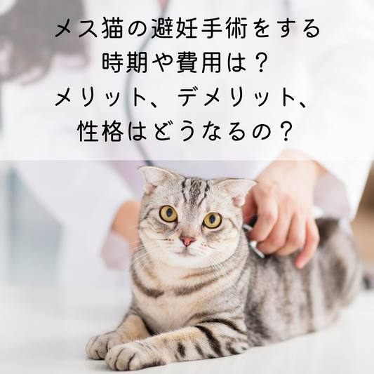 メス猫の避妊手術をする時期や費用は？メリット、デメリット、性格はどうなるの？