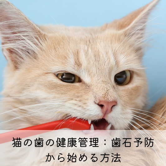 猫の歯の健康管理：歯石予防から始める方法