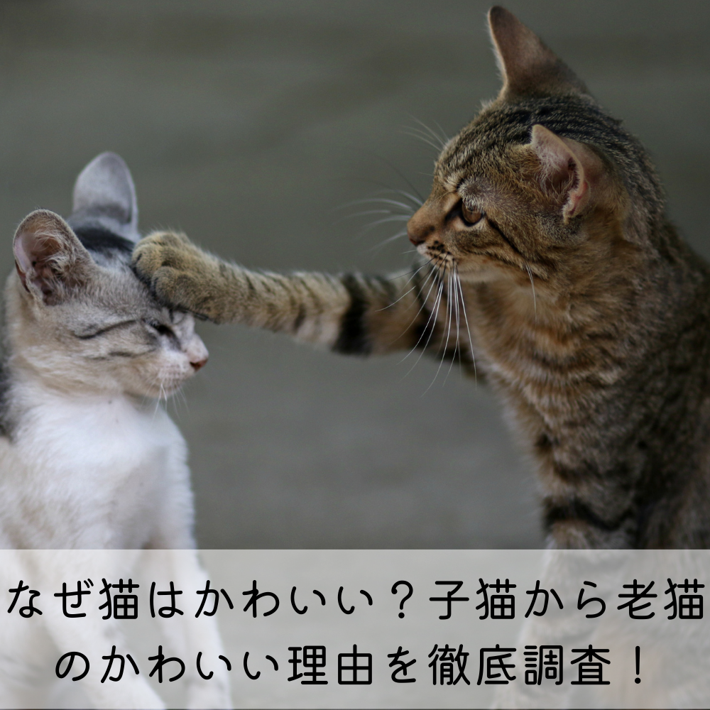 なぜ猫はかわいい？子猫から老猫のかわいい理由を徹底調査！