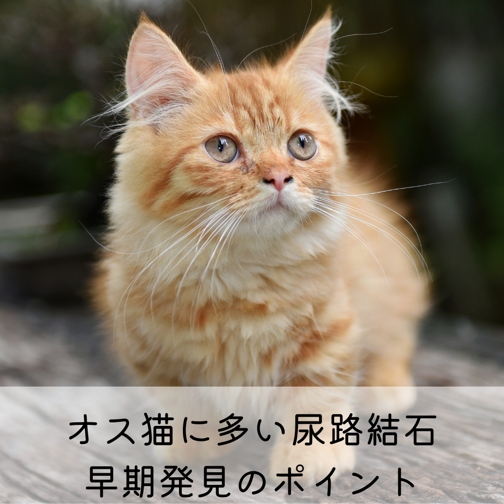 オス猫に多い尿路結石、早期発見のポイント