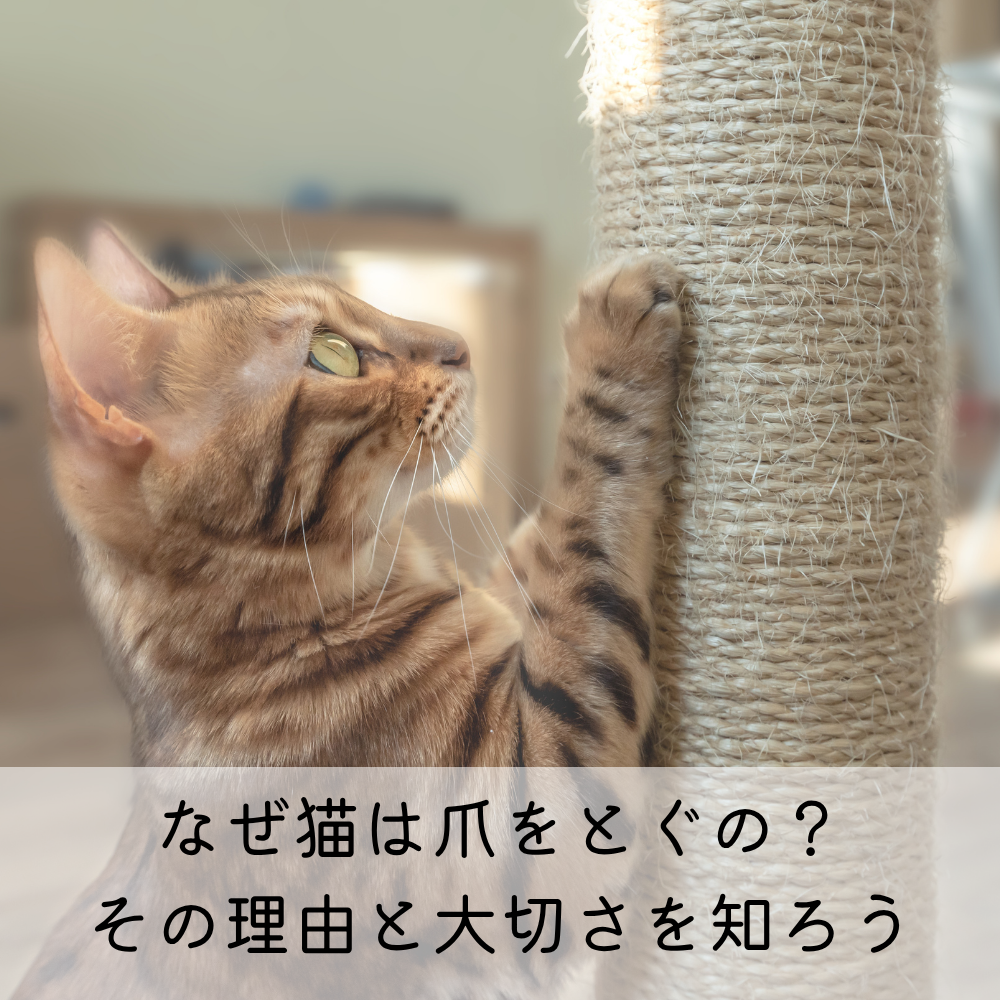 なぜ猫は爪をとぐの？その理由と大切さを知ろう