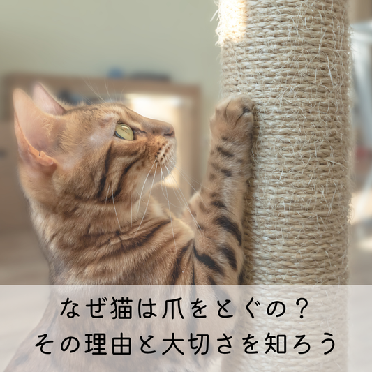 なぜ猫は爪をとぐの？その理由と大切さを知ろう