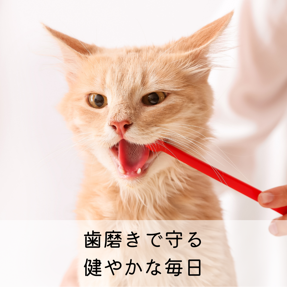 猫の歯磨き完全ガイド