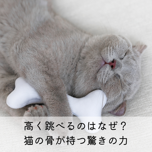 高く跳べるのはなぜ？猫の骨が持つ驚きの力