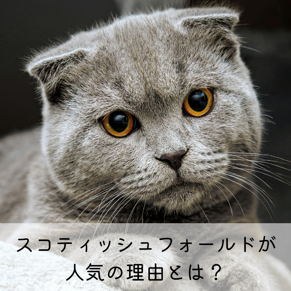スコティッシュフォールドが人気の理由とは？