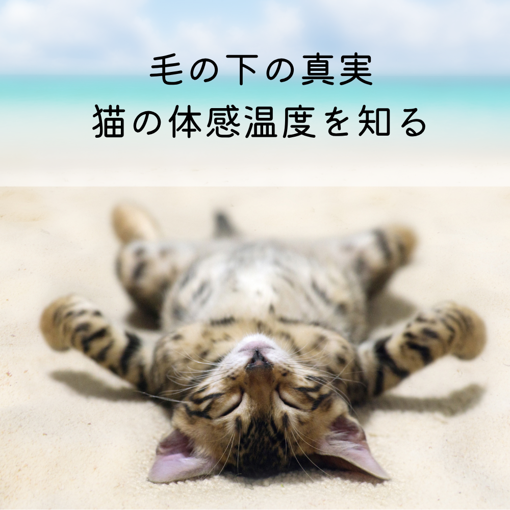 毛の下の真実：猫の体感温度を知る