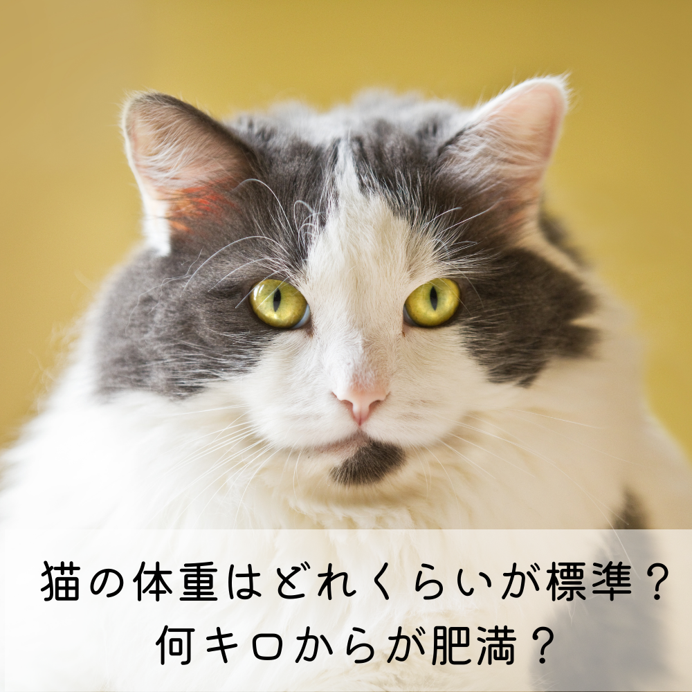 猫の体重はどれくらいが標準？何キロからが肥満？