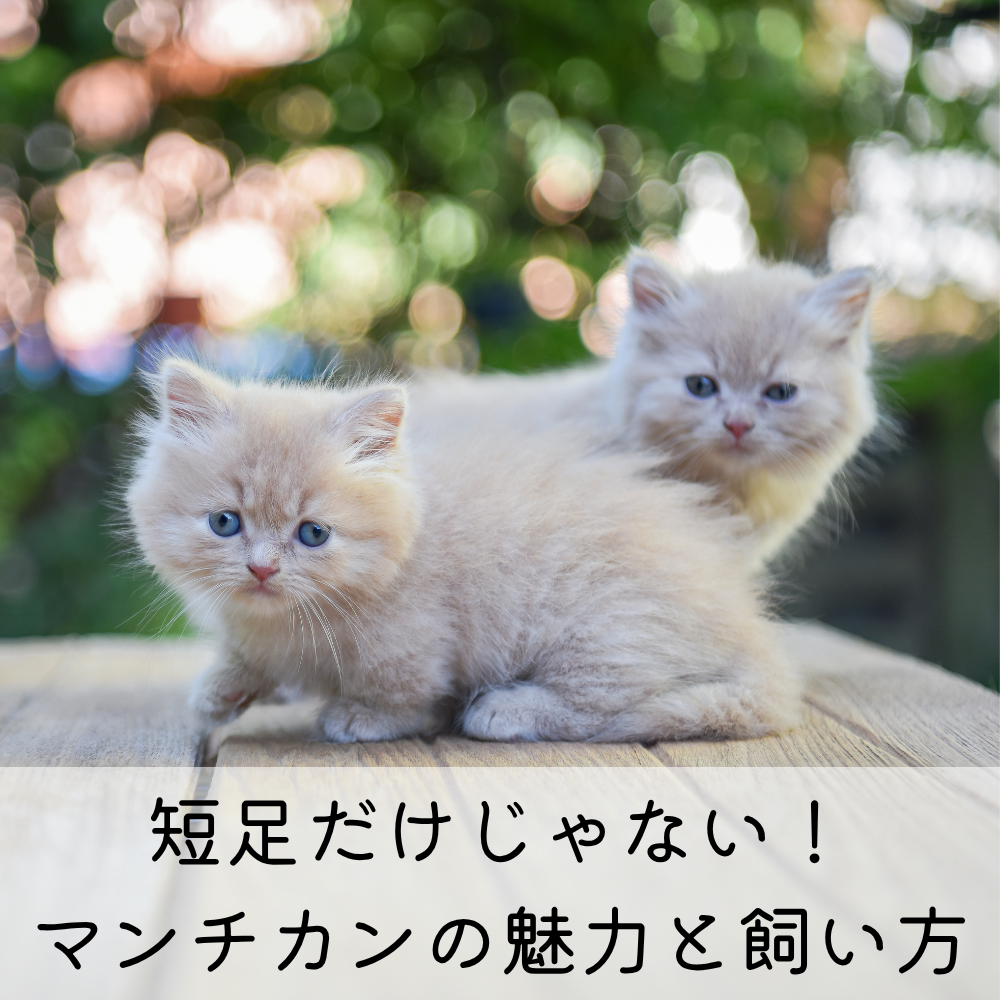 短足だけじゃない！マンチカンの魅力と飼い方
