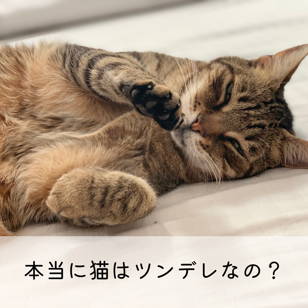 本当に猫はツンデレなの？