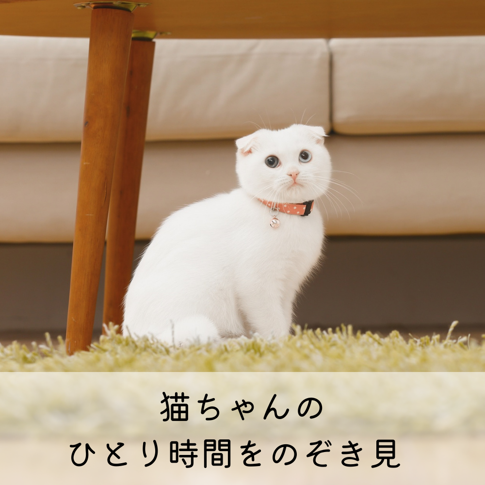猫ちゃんのひとり時間をのぞき見