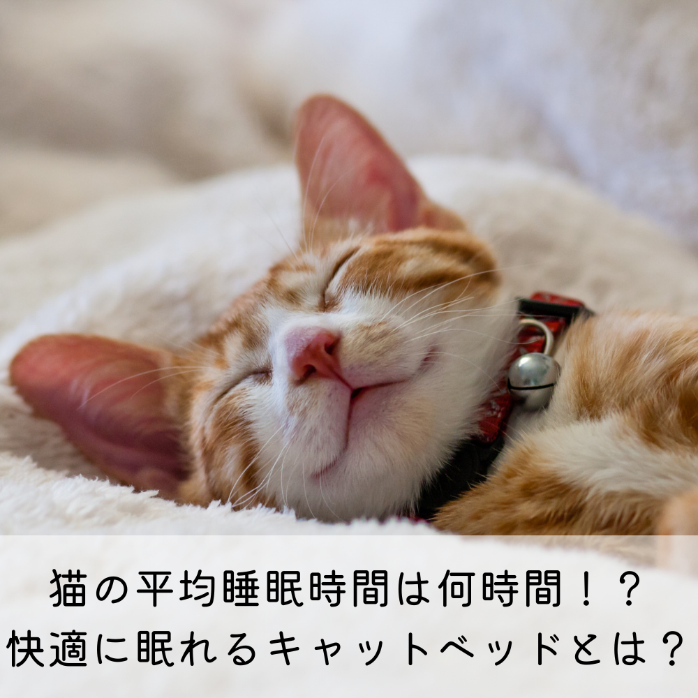 猫の平均睡眠時間は何時間！？快適に眠れるキャットベッドとは？