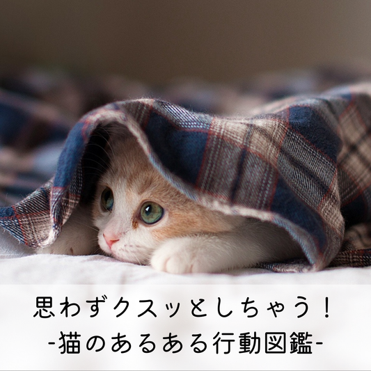 思わずクスッとしちゃう！猫のあるある行動図鑑📚🐾