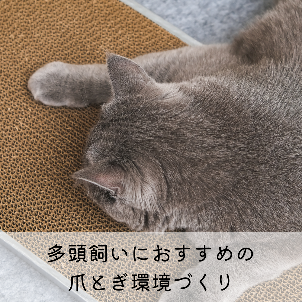 多頭飼いにおすすめの爪とぎ環境づくり