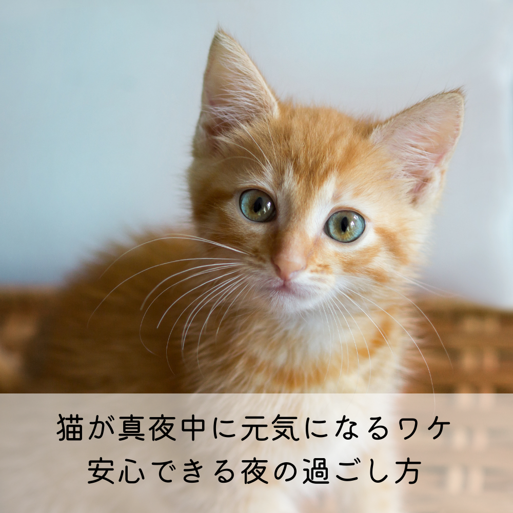 猫が真夜中に元気になるワケ｜安心できる夜の過ごし方