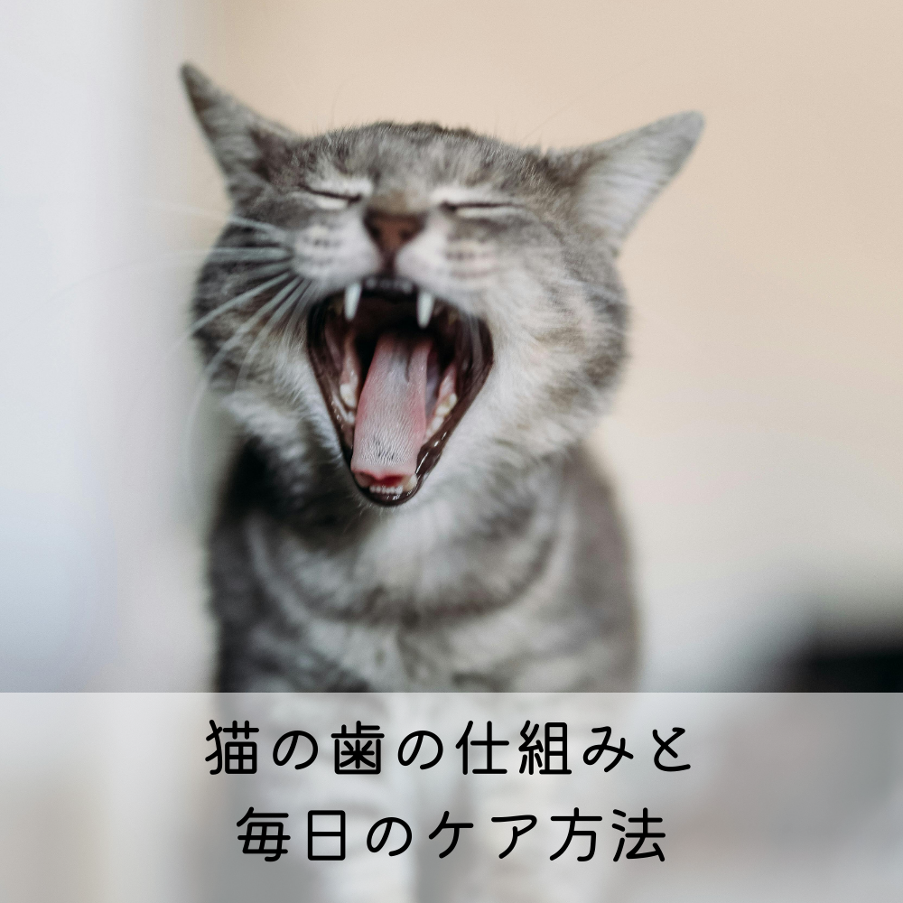 猫の歯の仕組みと毎日のケア方法