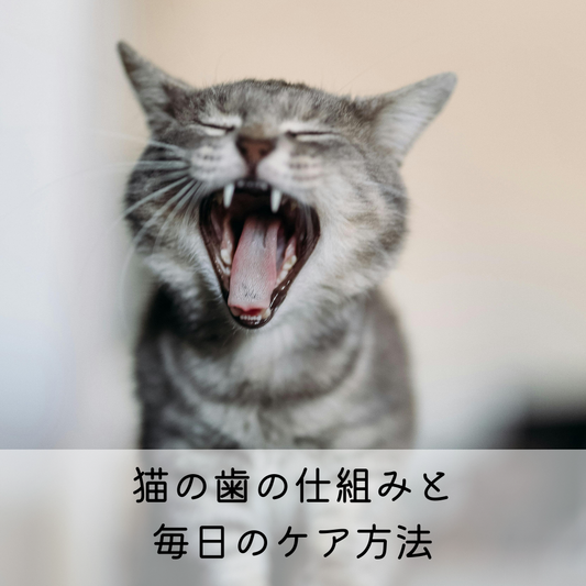 猫の歯の仕組みと毎日のケア方法