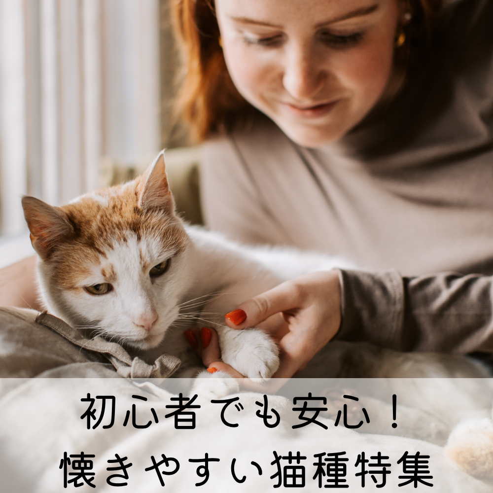 初心者でも安心！懐きやすい猫種特集