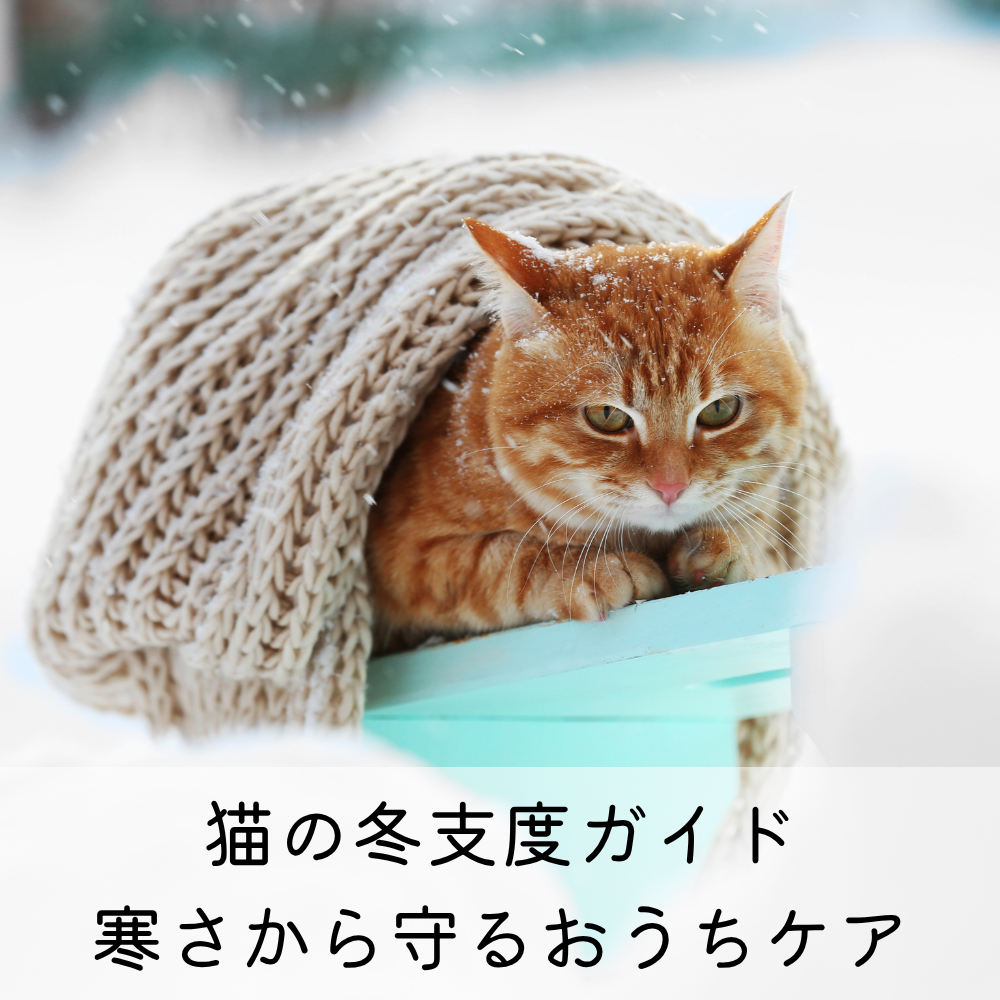 猫の冬支度ガイド｜寒さから守るおうちケア