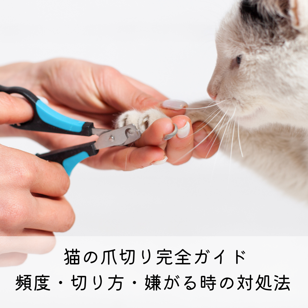 🐾 猫の爪切り完全ガイド｜頻度・切り方・嫌がる時の対処法
