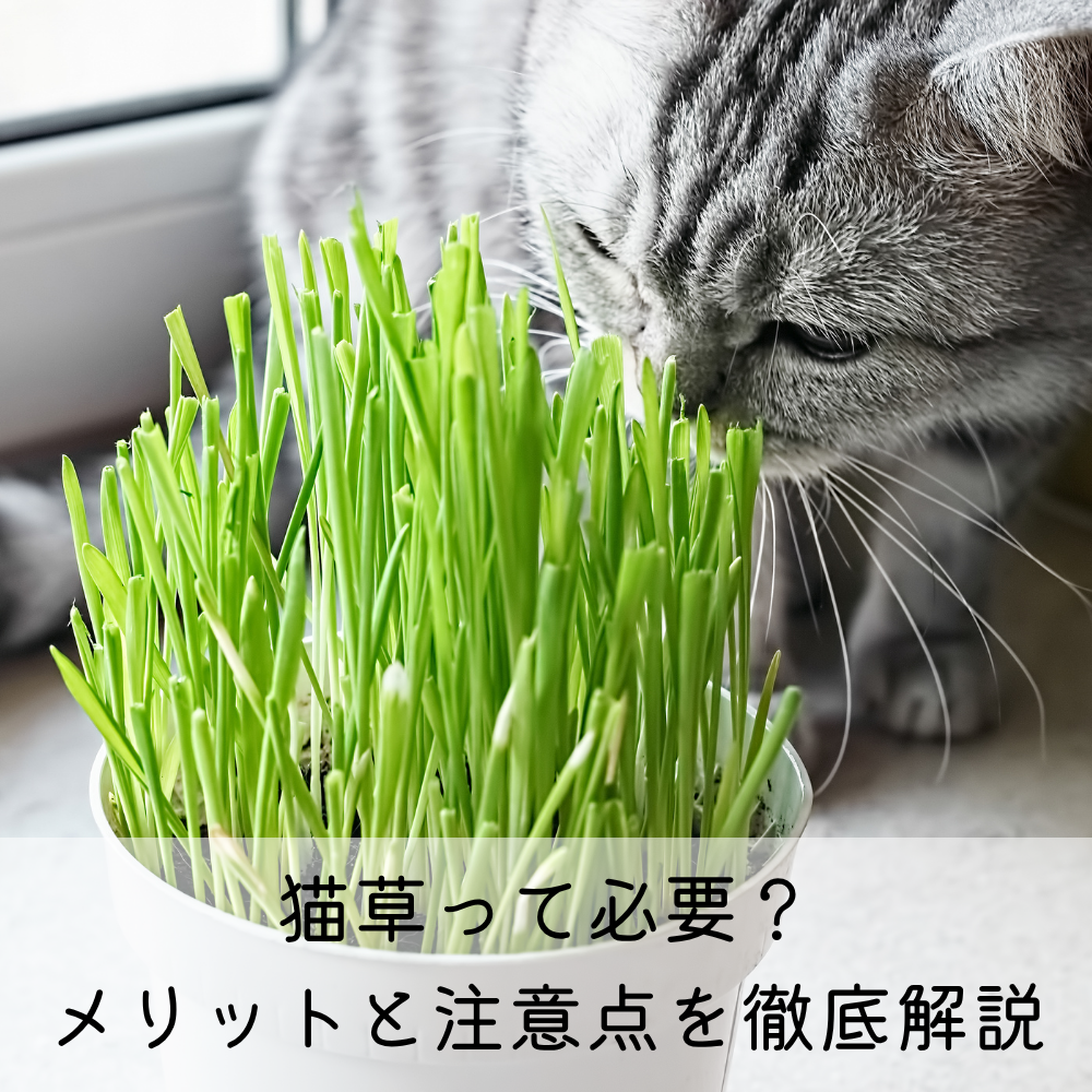 猫草って必要?メリットと注意点を徹底解説 – MOFUCAT