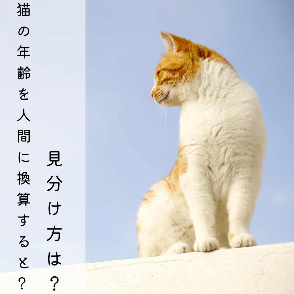 猫の年齢を人間に換算すると？ 見分け方は？