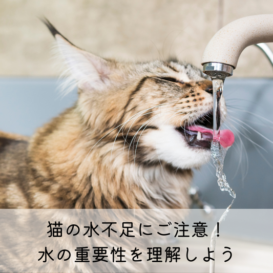 猫の水不足にご注意！水の重要性を理解しよう