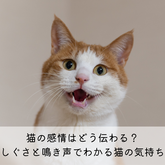 猫の感情はどう伝わる？しぐさと鳴き声でわかる猫の気持ち