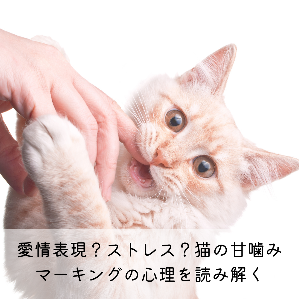 愛情表現？ストレス？猫の甘噛み・マーキングの心理を読み解く