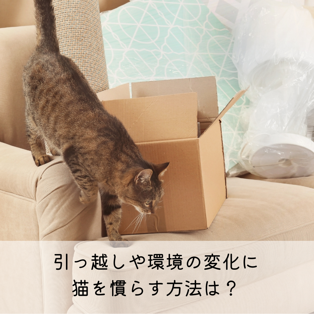 引っ越しや環境の変化に猫を慣らす方法は？