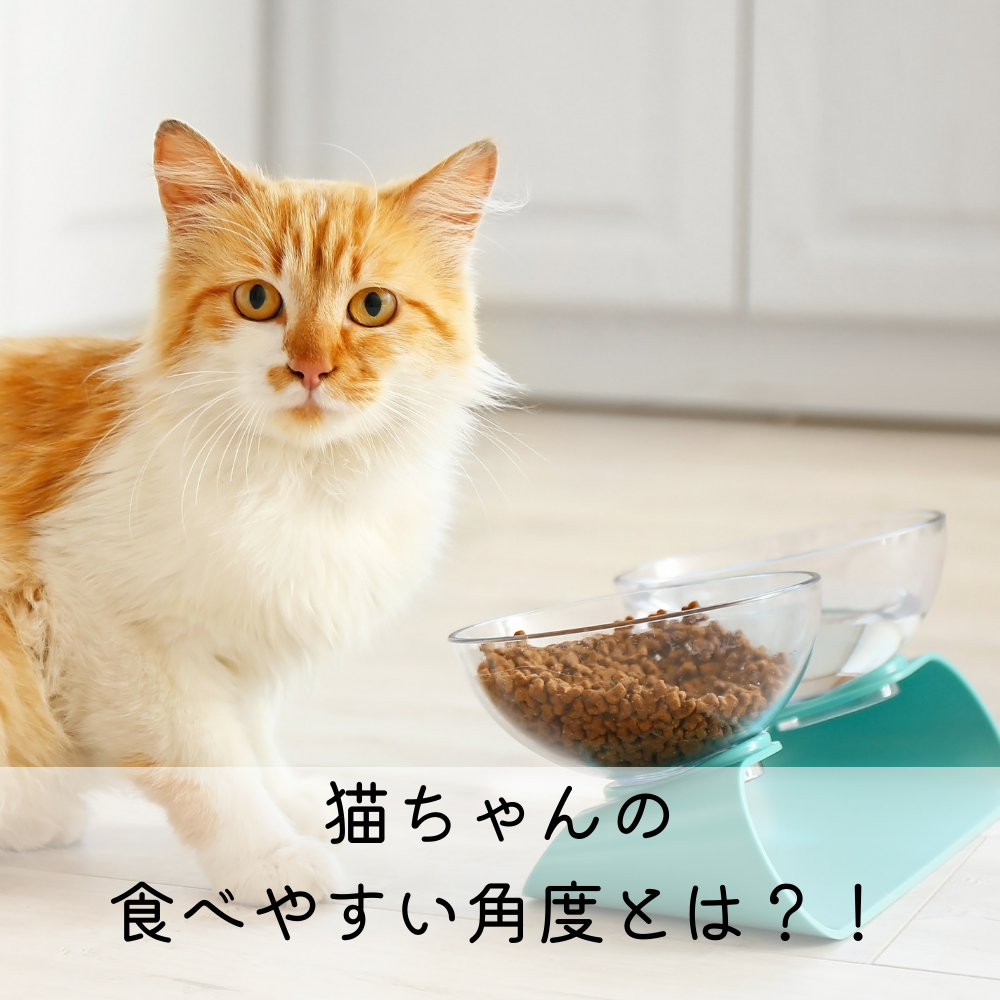 猫ちゃんの食べやすい角度とは？！