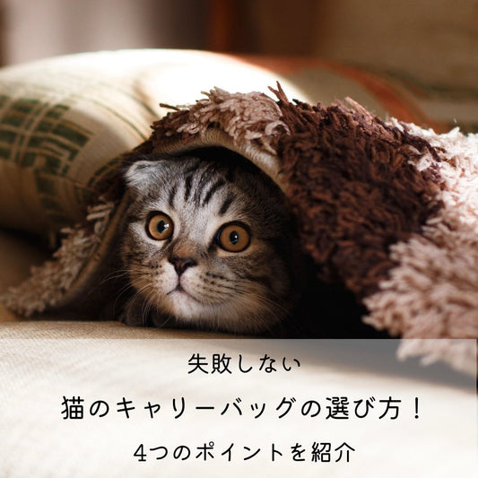 失敗しない猫のキャリーバッグの選び方！4つのポイントを紹介 - MOFUCAT