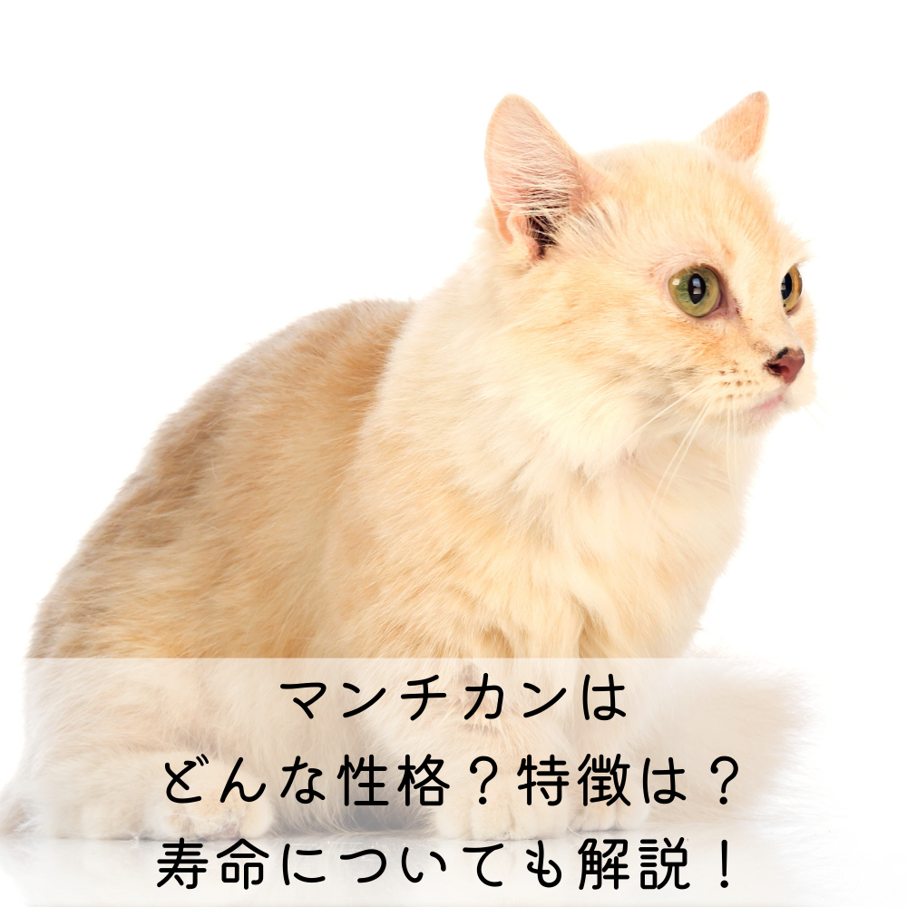 マンチカンはどんな性格？特徴は？寿命についても解説！ – Mofucat