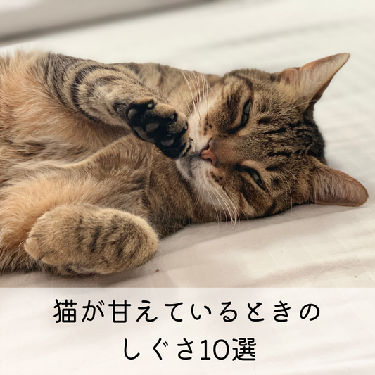 猫が甘えているときのしぐさ10選