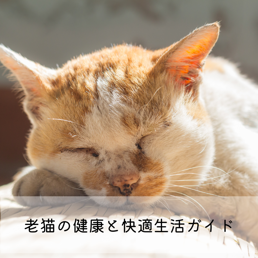 老猫の健康と快適生活ガイド