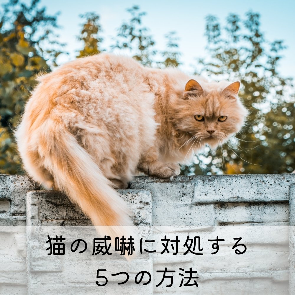 猫の威嚇に対処する5つの方法 - MOFUCAT