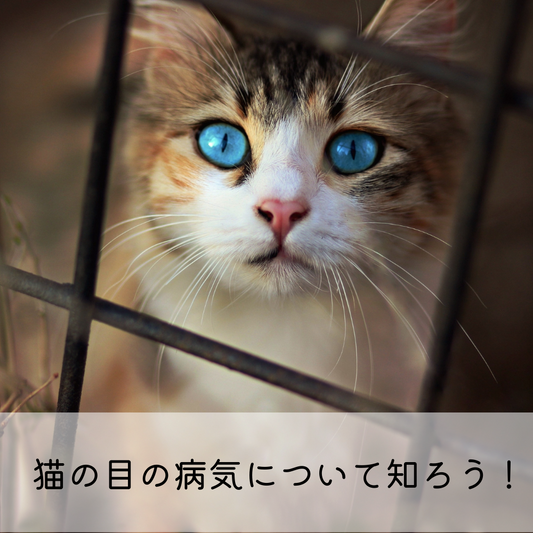 猫の目の病気について知ろう！