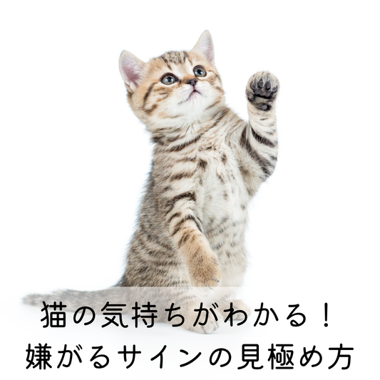 猫の気持ちがわかる！嫌がるサインの見極め方