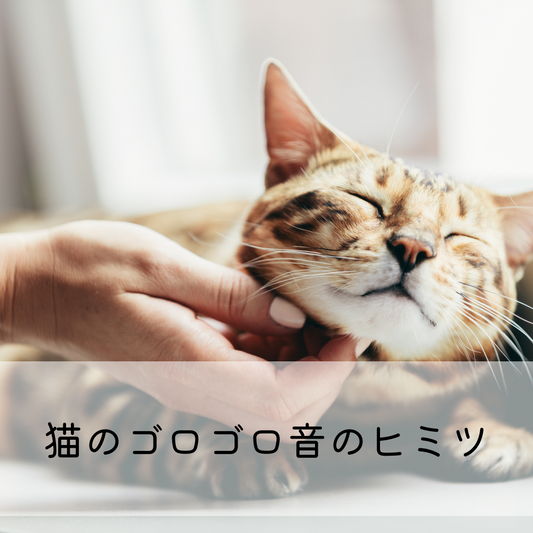 猫のゴロゴロ音のヒミツ