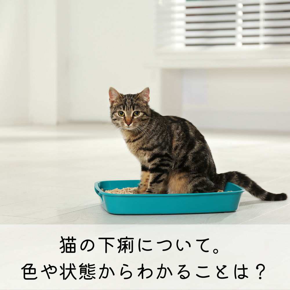 猫の下痢について。色や状態からわかることは？