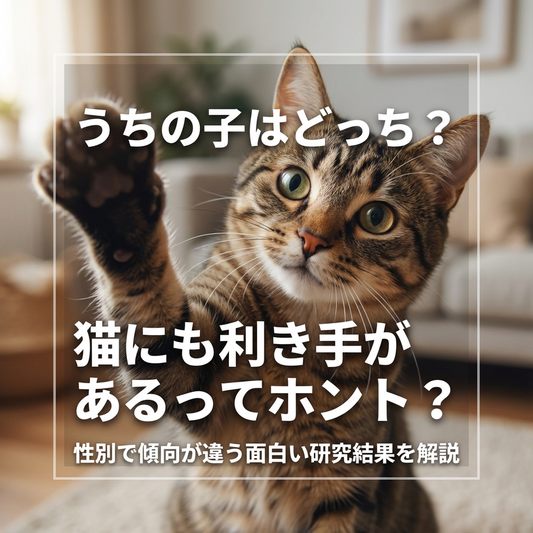 猫にも利き手がある？性別で異なる傾向を解説