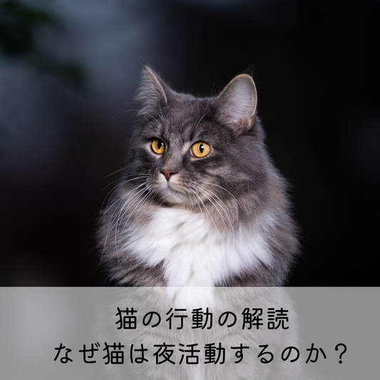 猫の行動の解読：なぜ猫は夜活動するのか？